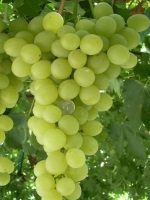 Антоний Великий