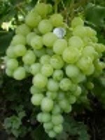 Антоний Великий