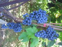 Каберне Кортис