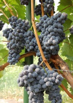 Мускат Донской