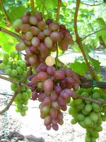 Парижанка (Капелюшный В.У.)