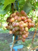 Парижанка (Капелюшный В.У.)