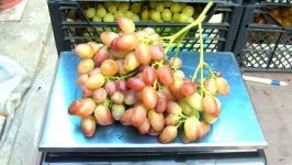 Парижанка (Капелюшный В.У.)