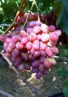 Парижанка (Капелюшный В.У.)