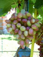 Парижанка (Капелюшный В.У.)