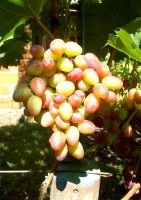 Парижанка (Капелюшный В.У.)