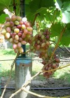 Парижанка (Капелюшный В.У.)