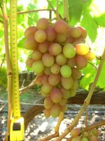 Румба (Капелюшный В. У)