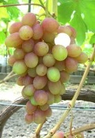 Румба (Капелюшный В. У)