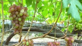 Румба (Капелюшный В. У)