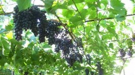 Кишмиш Юпитер