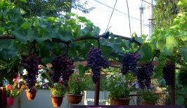 Кишмиш Юпитер