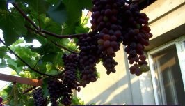 Кишмиш Юпитер