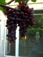 Кишмиш Юпитер